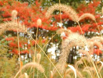 Close-up of plants