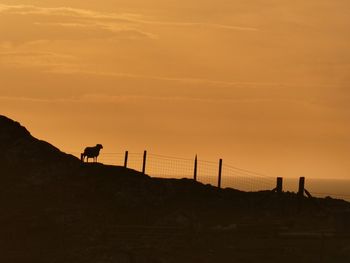 Silhouette of horse on landscape against orange sky