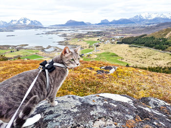 Cat sitting on mountain