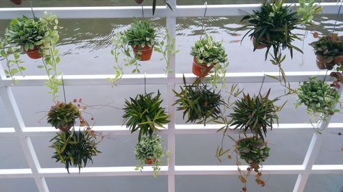 Potted plants in greenhouse