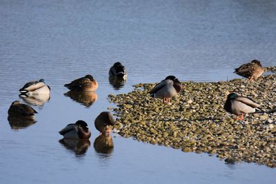 Ducks in lake