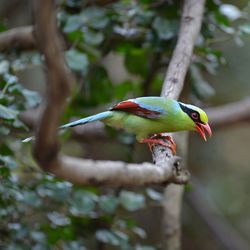 Close-up of bird perching on branch