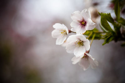 Close-up of cherry blossoms in park