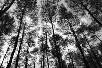 Low angle view of trees in forest