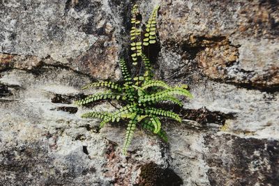 Close-up of moss growing on tree trunk