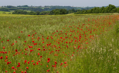 Poppies blooming on grassy field