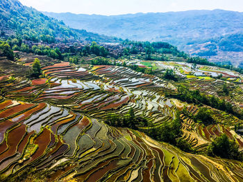 Scenic view of agricultural field