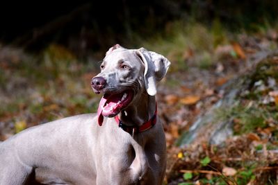 Close-up of dog