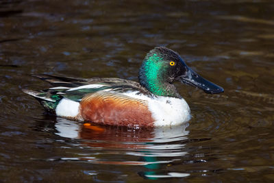 Northern shoveler male in a pond