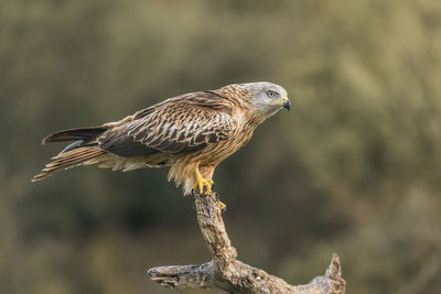 Close-up of a bird