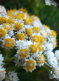 Mountain edelweiss flower. eternal flower that lives above 2500 meters above sea level