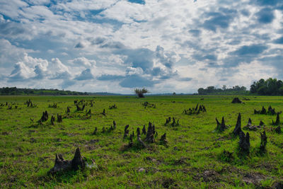 Flock of sheep in a field