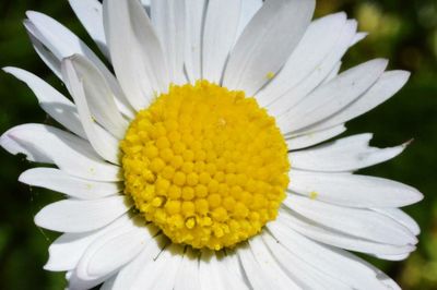 Close-up of white daisy flowers