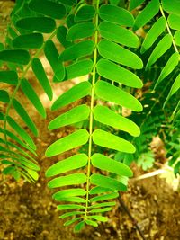 Close-up of fern leaves