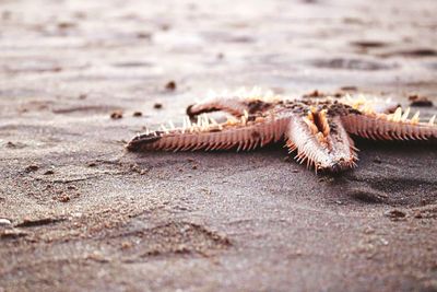 Close-up of crab on sand at beach