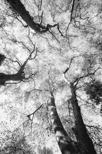 Low angle view of bare tree against sky