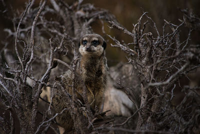 Meerkat sitting on tree