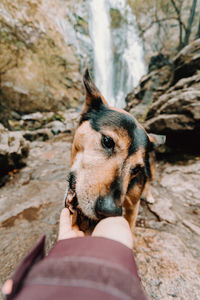 Midsection of man with dog