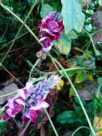 Close-up of pink flowering plant