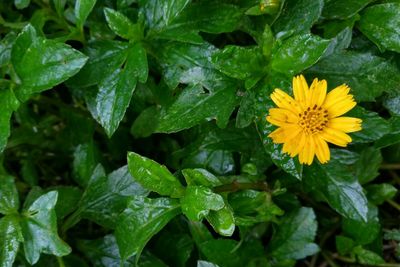 Close-up of yellow flowers