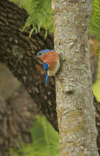 Close-up of bird perching on tree trunk