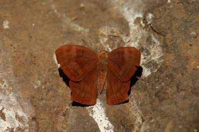 Close-up of butterfly on leaf