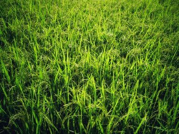 Full frame shot of corn field