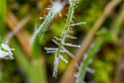 Close-up of wet plant