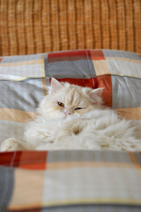 Portrait of cat relaxing in bed at home