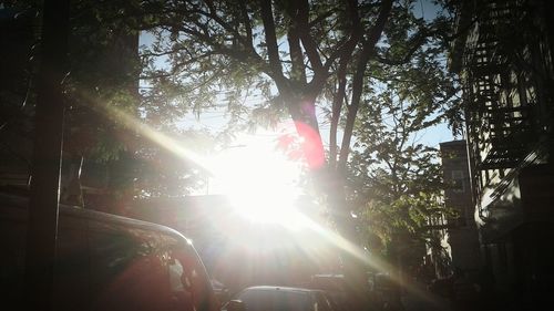 Low angle view of trees against sunlight