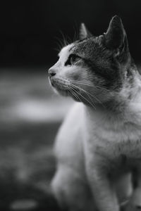 Close-up of cat looking away