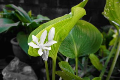 Close-up of flower blooming outdoors