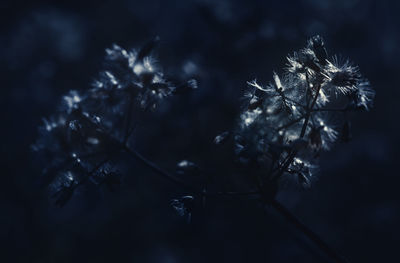 Close-up of flowering plant during winter