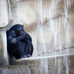 Close-up of monkey on wall