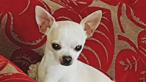 Close-up portrait of dog on red floor