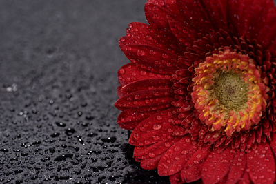 Close-up of wet red rose flower