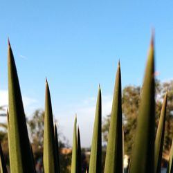 Close-up of plants against sky