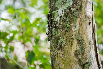 Close-up of tree trunk