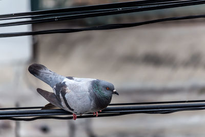 Close-up of pigeon perching on railing