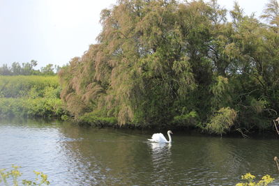 Ducks in a lake