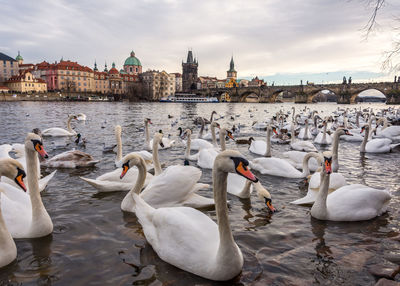 Swans and ducks swimming in lake against sky