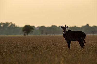 View of a horse on field