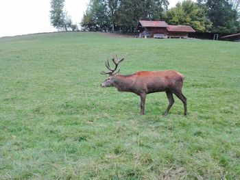 Deer in a field