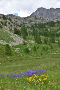 Scenic view of flowering plants on land