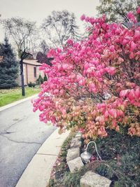 Pink flowers on tree against sky