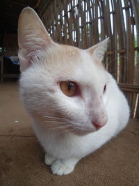 Close-up of a cat looking away