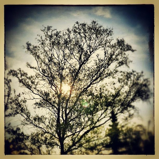tree, transfer print, sun, sky, silhouette, low angle view, tranquility, branch, auto post production filter, beauty in nature, nature, sunset, tranquil scene, sunlight, scenics, growth, bare tree, cloud - sky, sunbeam, back lit