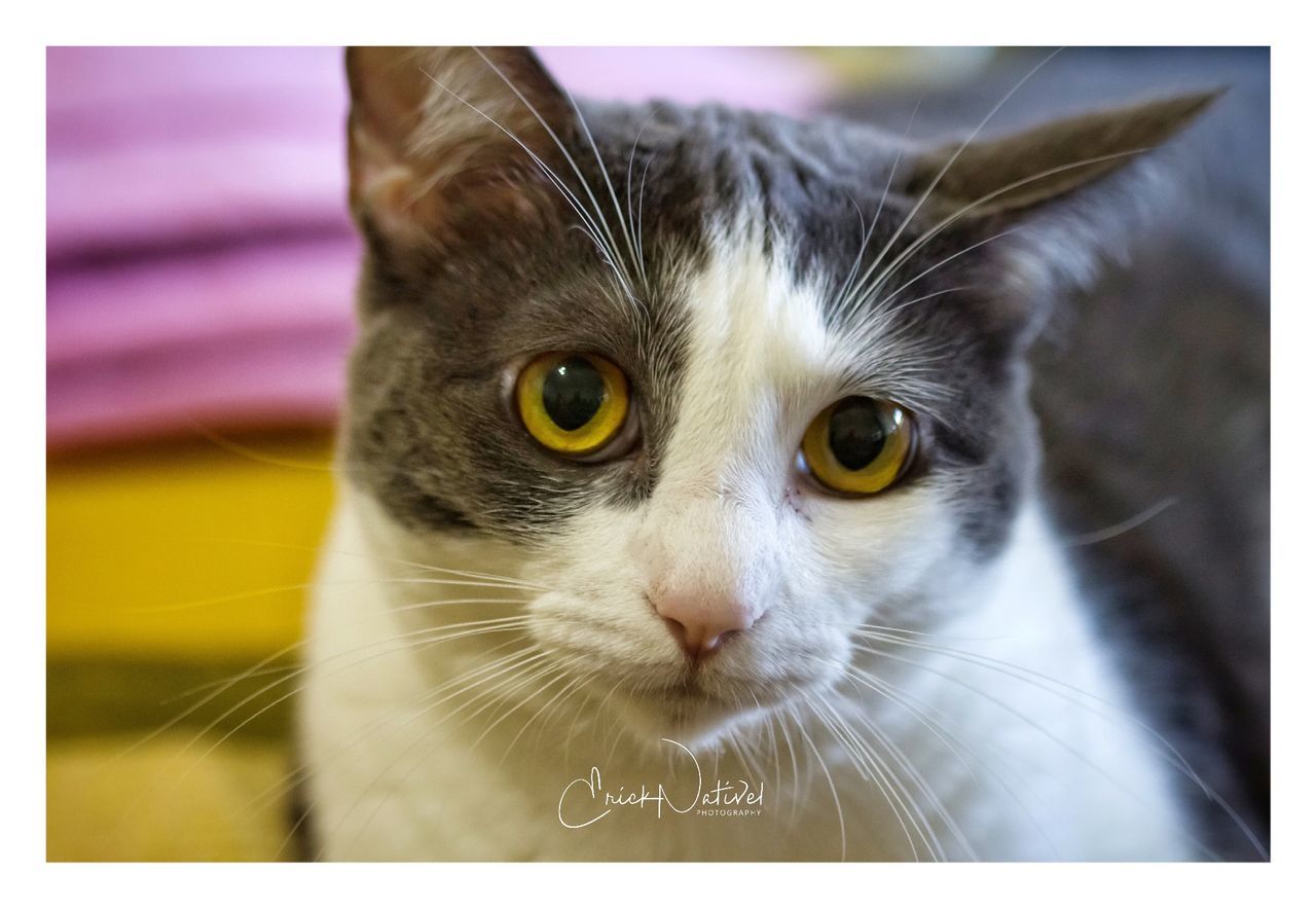 animal themes, mammal, animal, one animal, cat, feline, pets, domestic, domestic animals, domestic cat, transfer print, auto post production filter, vertebrate, whisker, animal body part, close-up, portrait, focus on foreground, animal head, looking at camera, no people, animal eye, yellow eyes