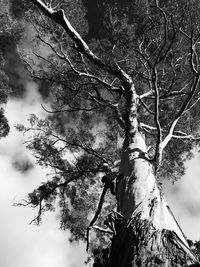 Low angle view of tree against sky