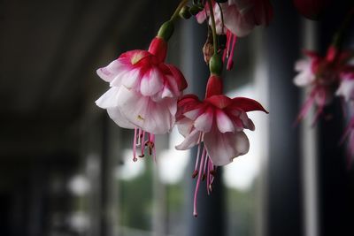 Close-up of pink cherry blossom